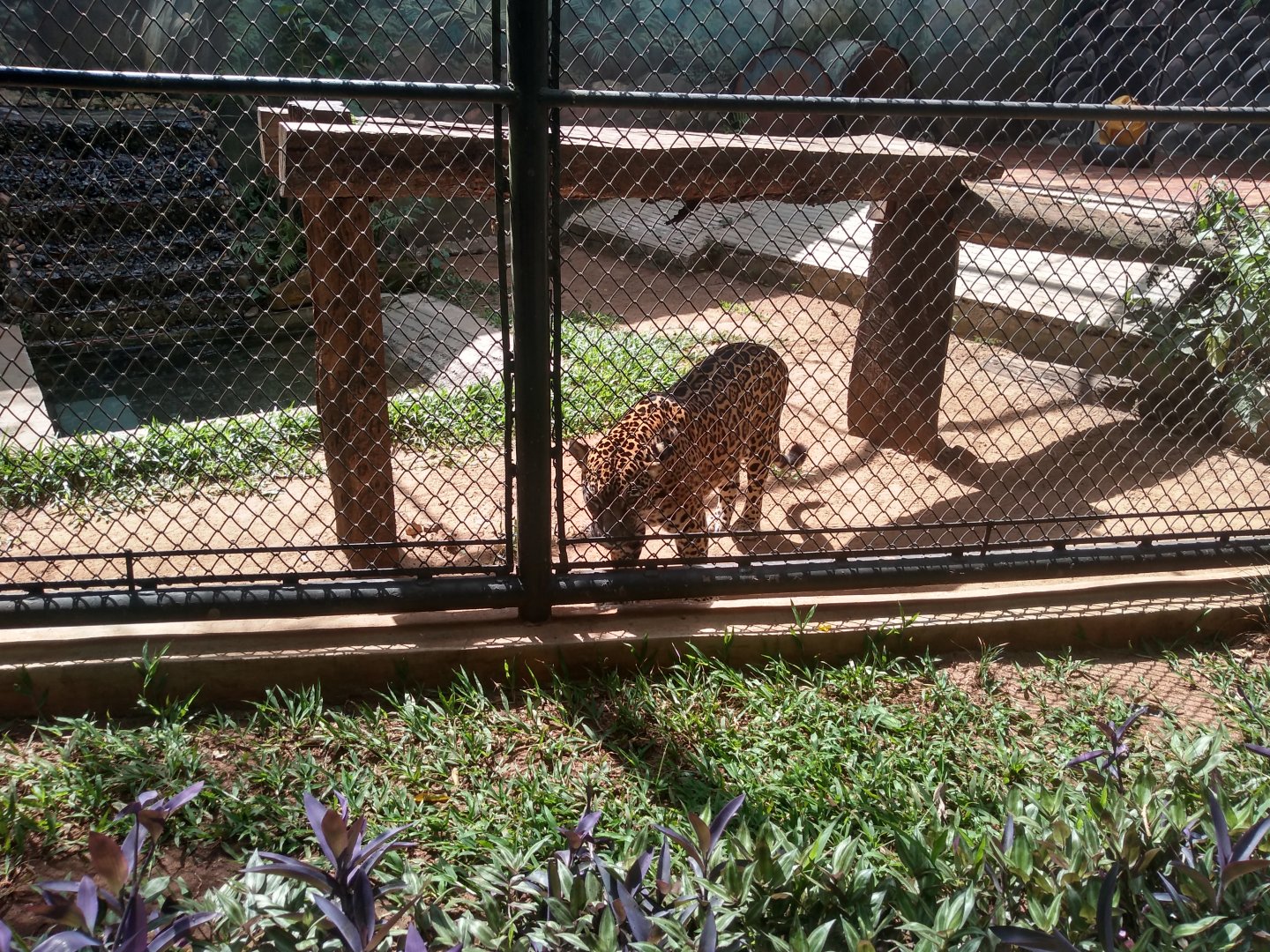Jaguar exhibit - Zoo bosque Guarani, Foz do Iguaçu
