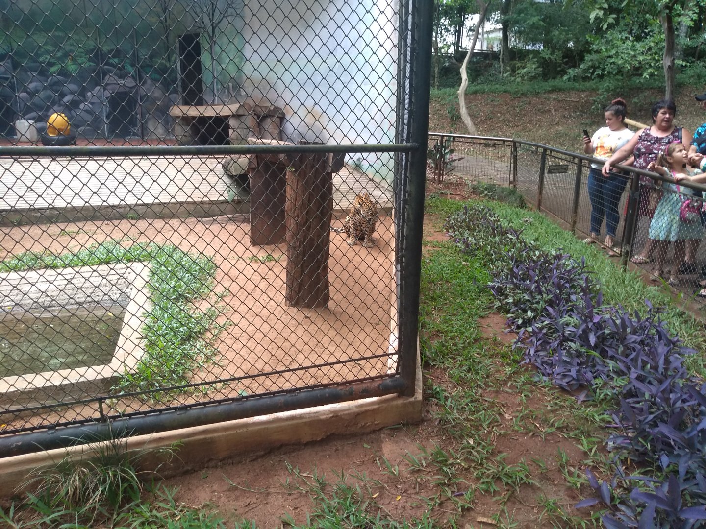 Jaguar exhibit - Zoo bosque Guarani, Foz do Iguaçu