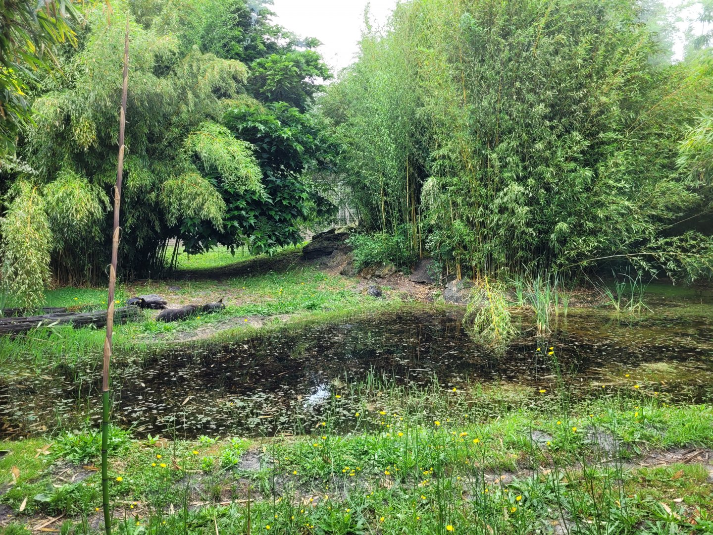 Jaguar exhibit -Zoo du bassin d'Arcachon (2024)