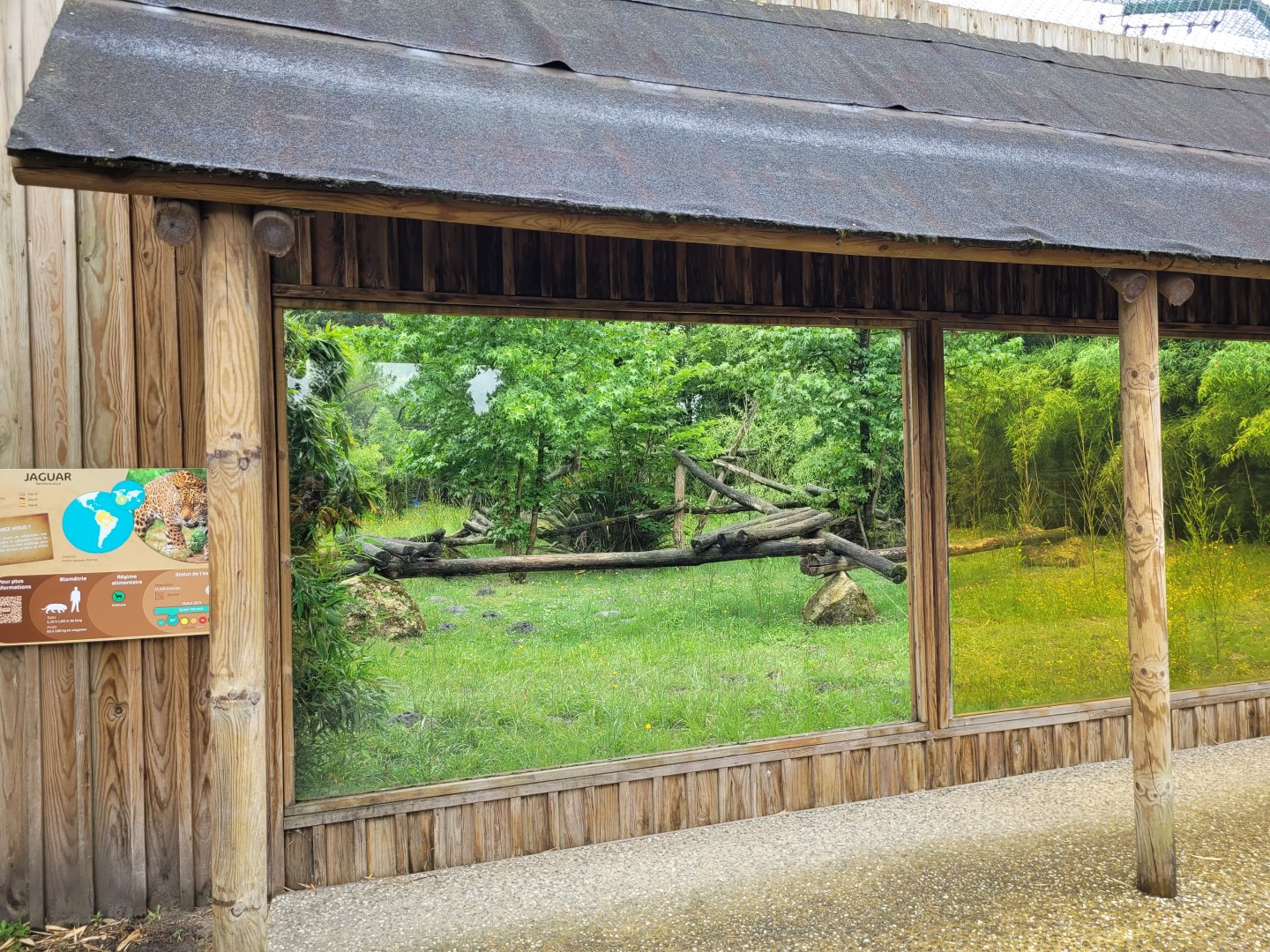 Jaguar exhibit -Zoo du bassin d'Arcachon (2024)