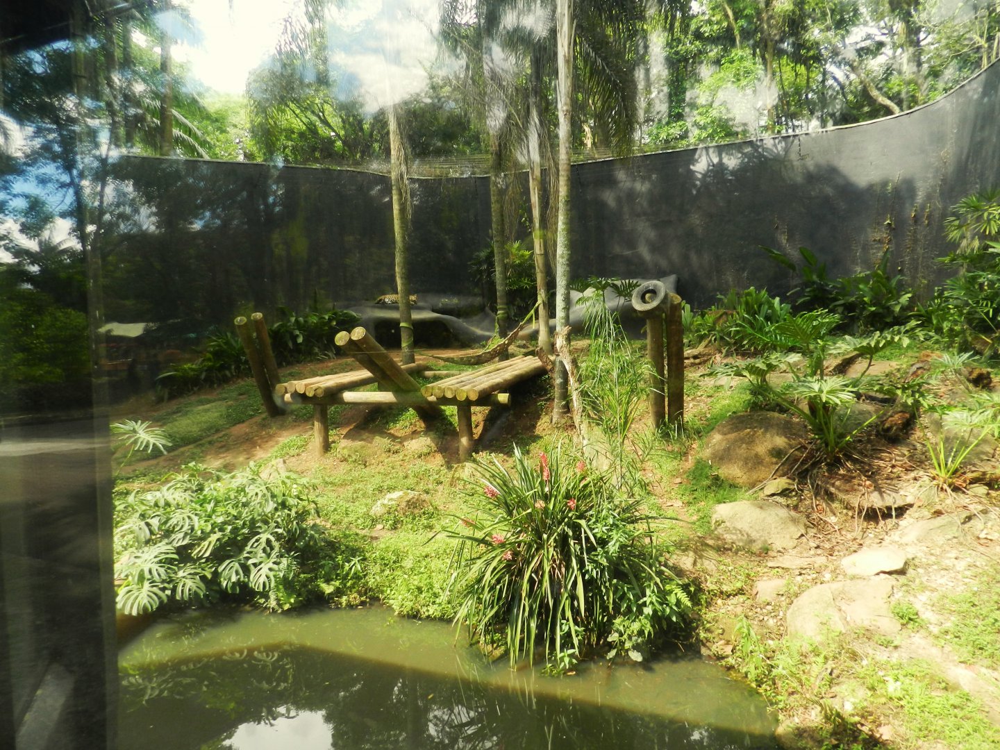 Jaguar exhibit - Zoo São Paulo