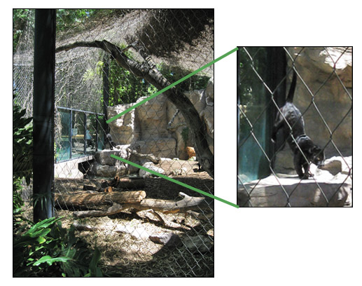 jaguar exhibit