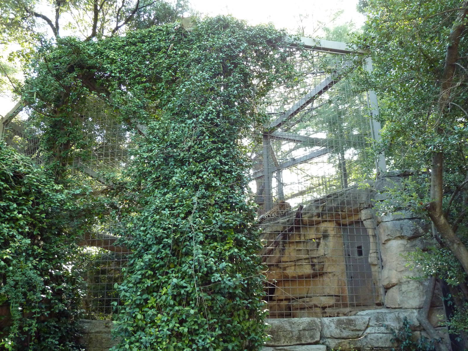 Jaguar Exhibit
