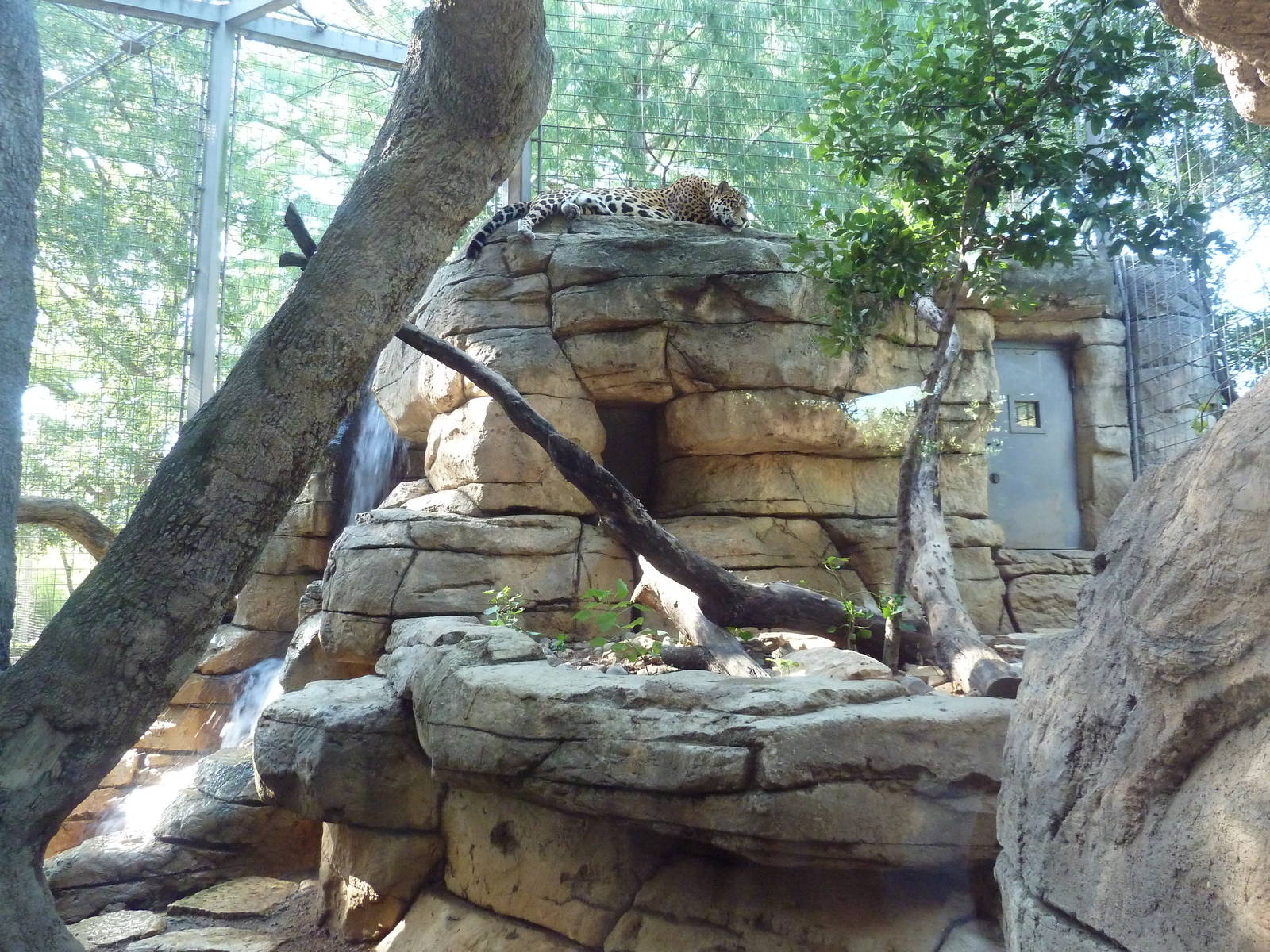 Jaguar Exhibit