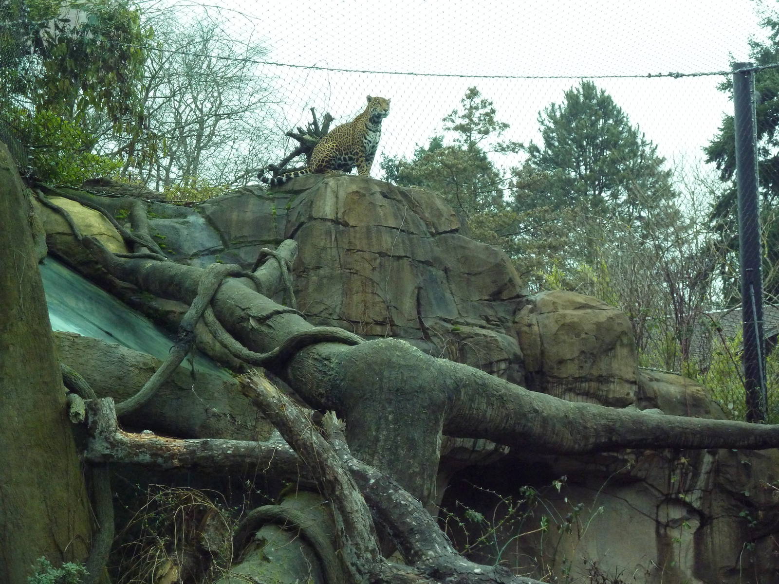 Jaguar Exhibit
