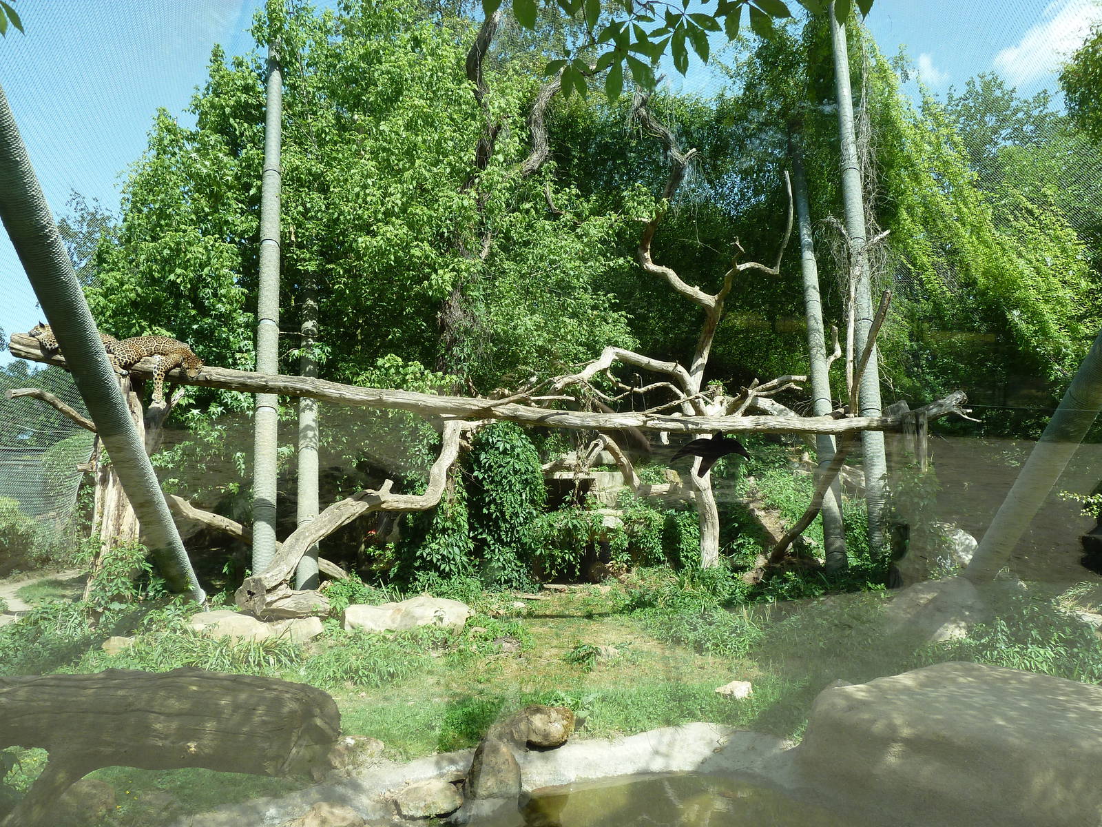 Jaguar exhibit