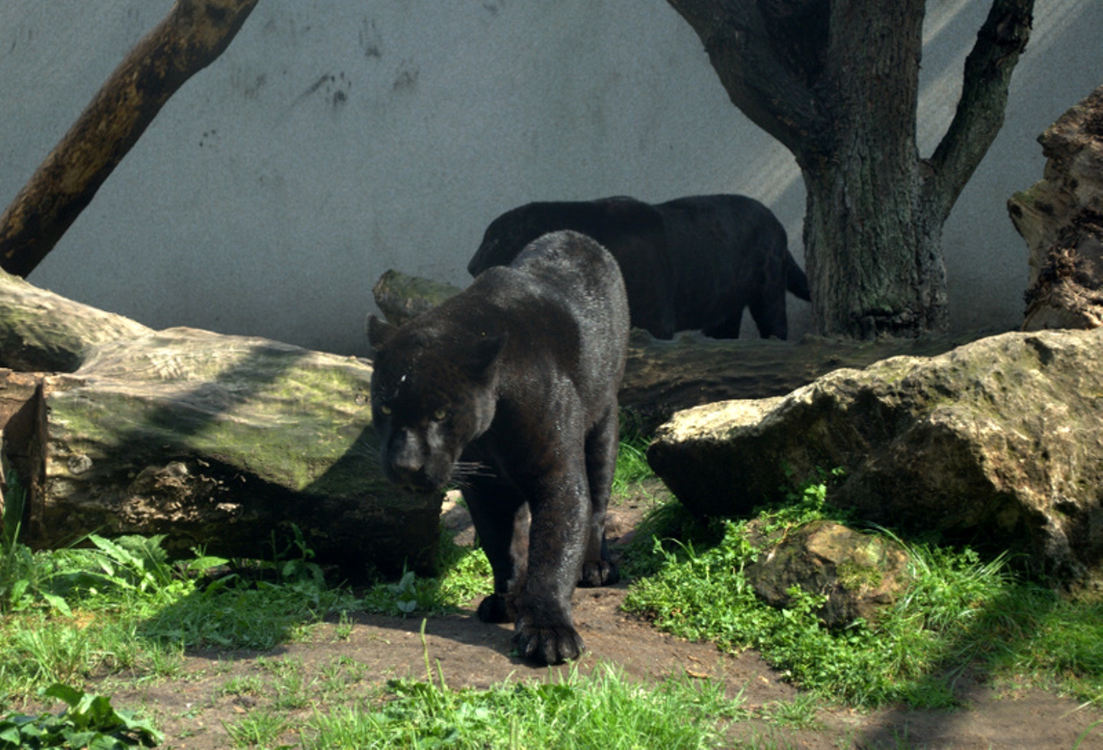 Jaguar exhibit