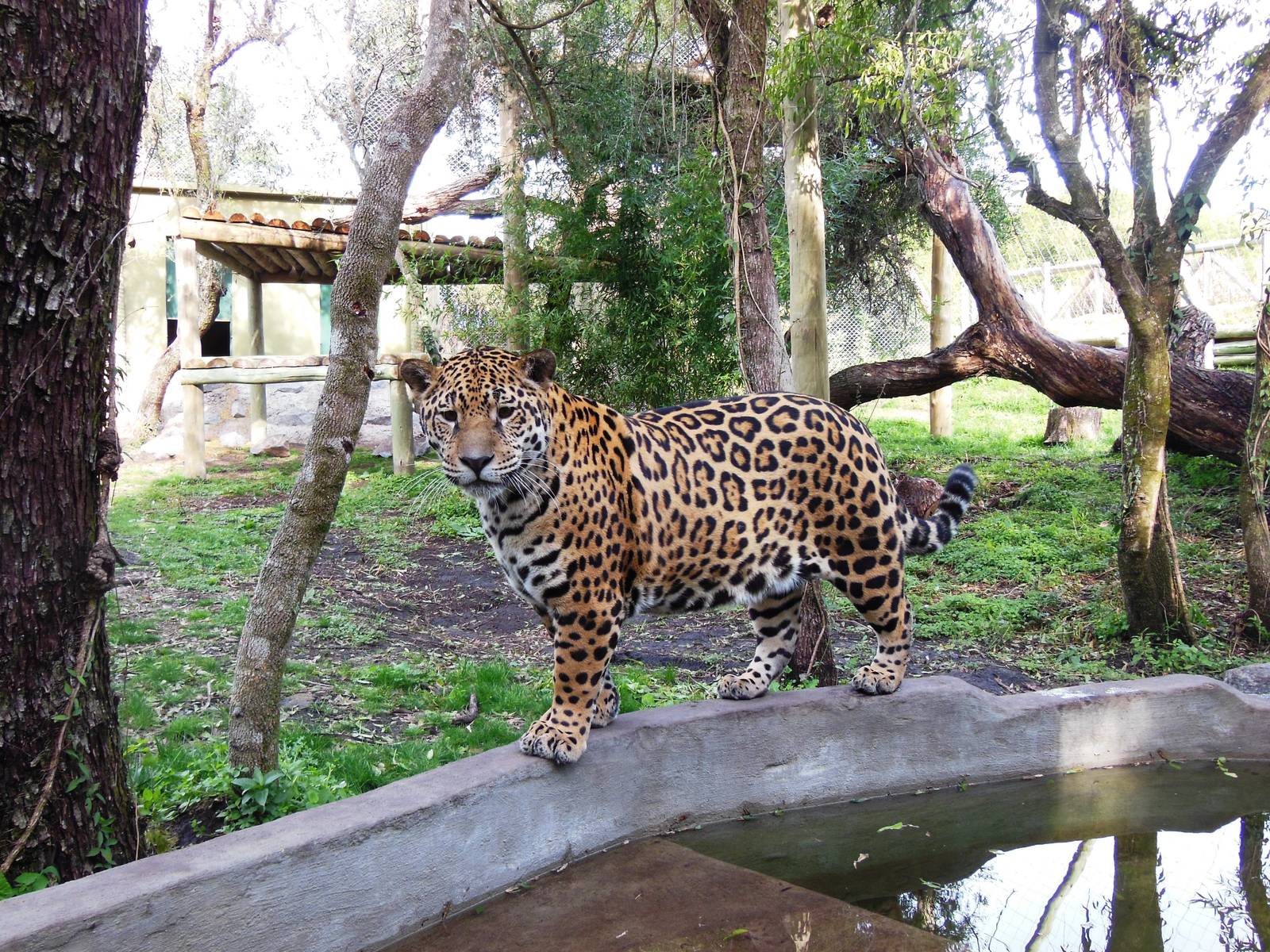 Jaguar Exhibit