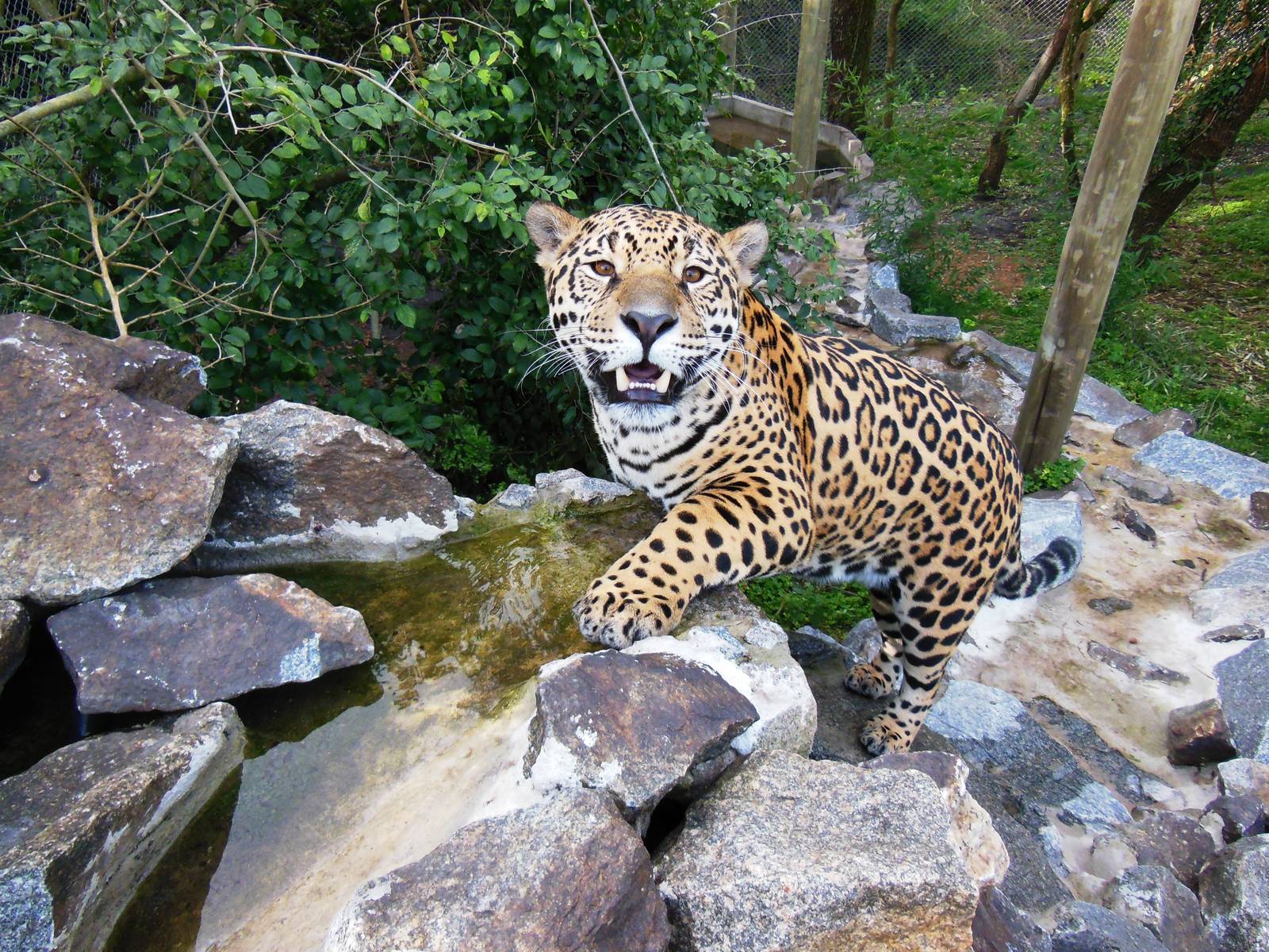 Jaguar Exhibit