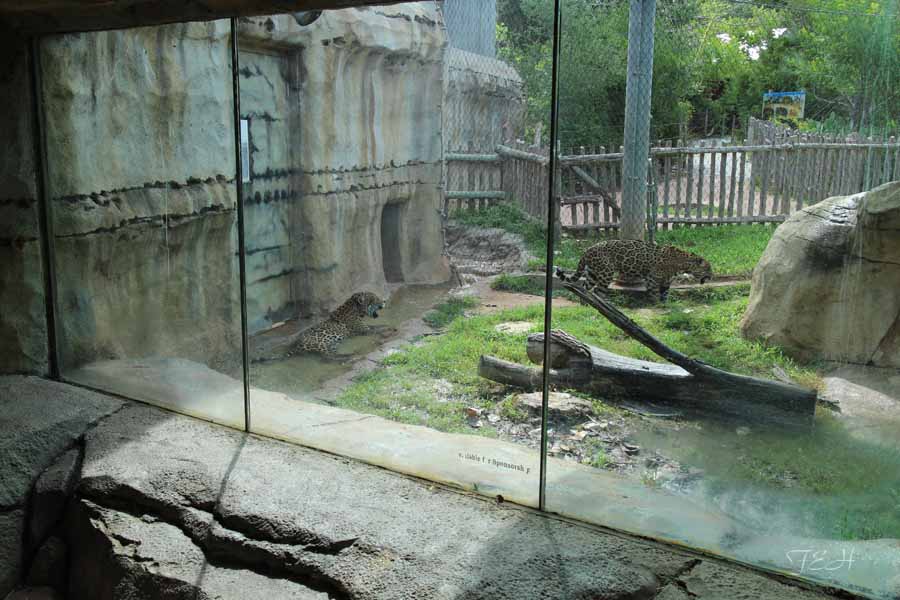 jaguar exhibit