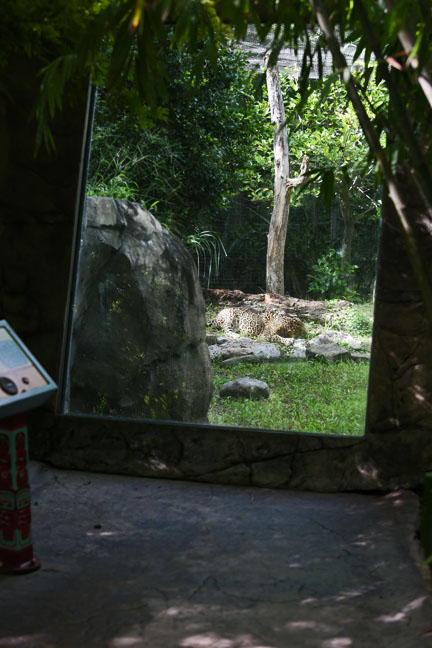 jaguar exhibit