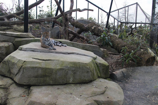 jaguar exhibit