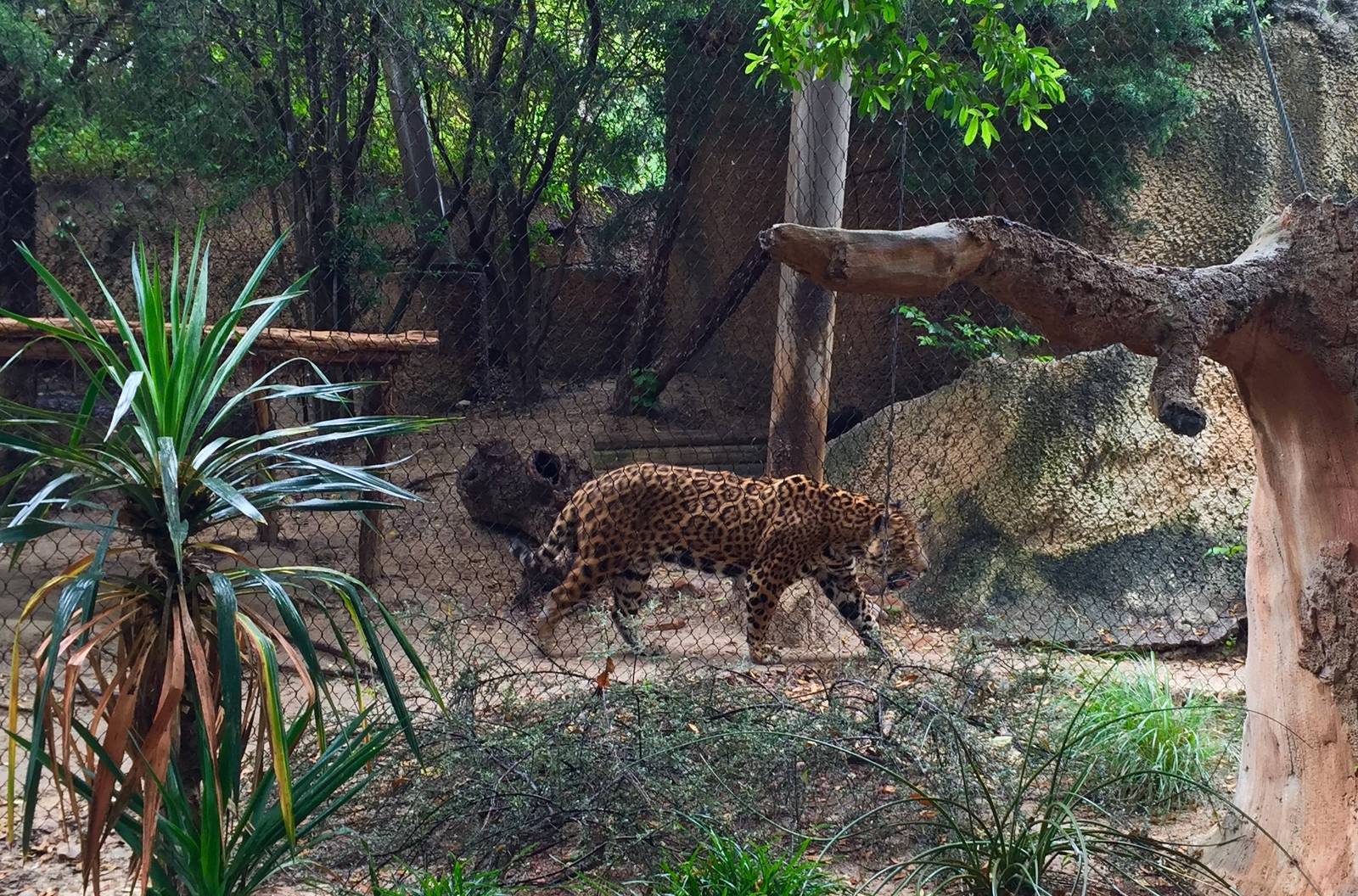 Jaguar Exhibit