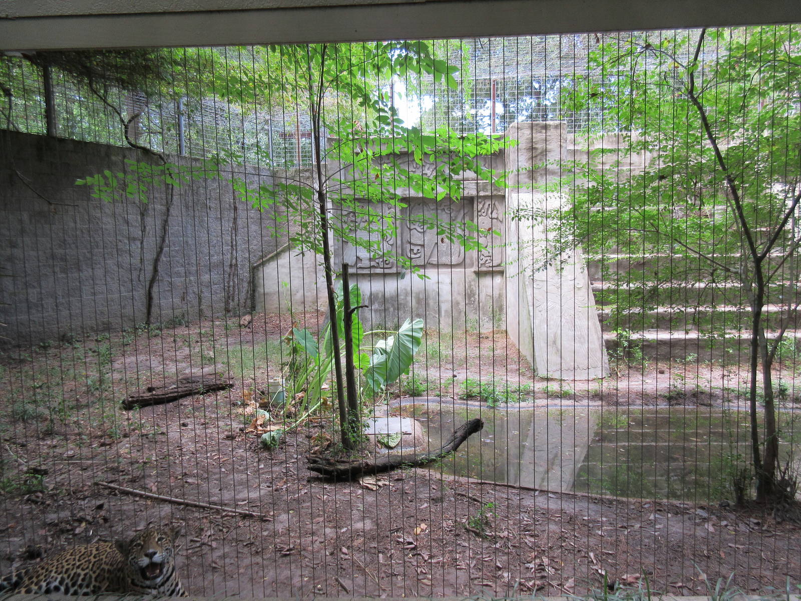 Jaguar Exhibit
