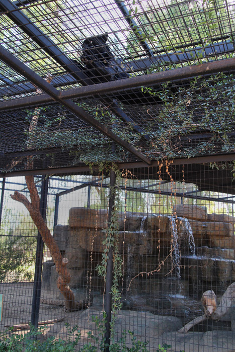 jaguar exhibit