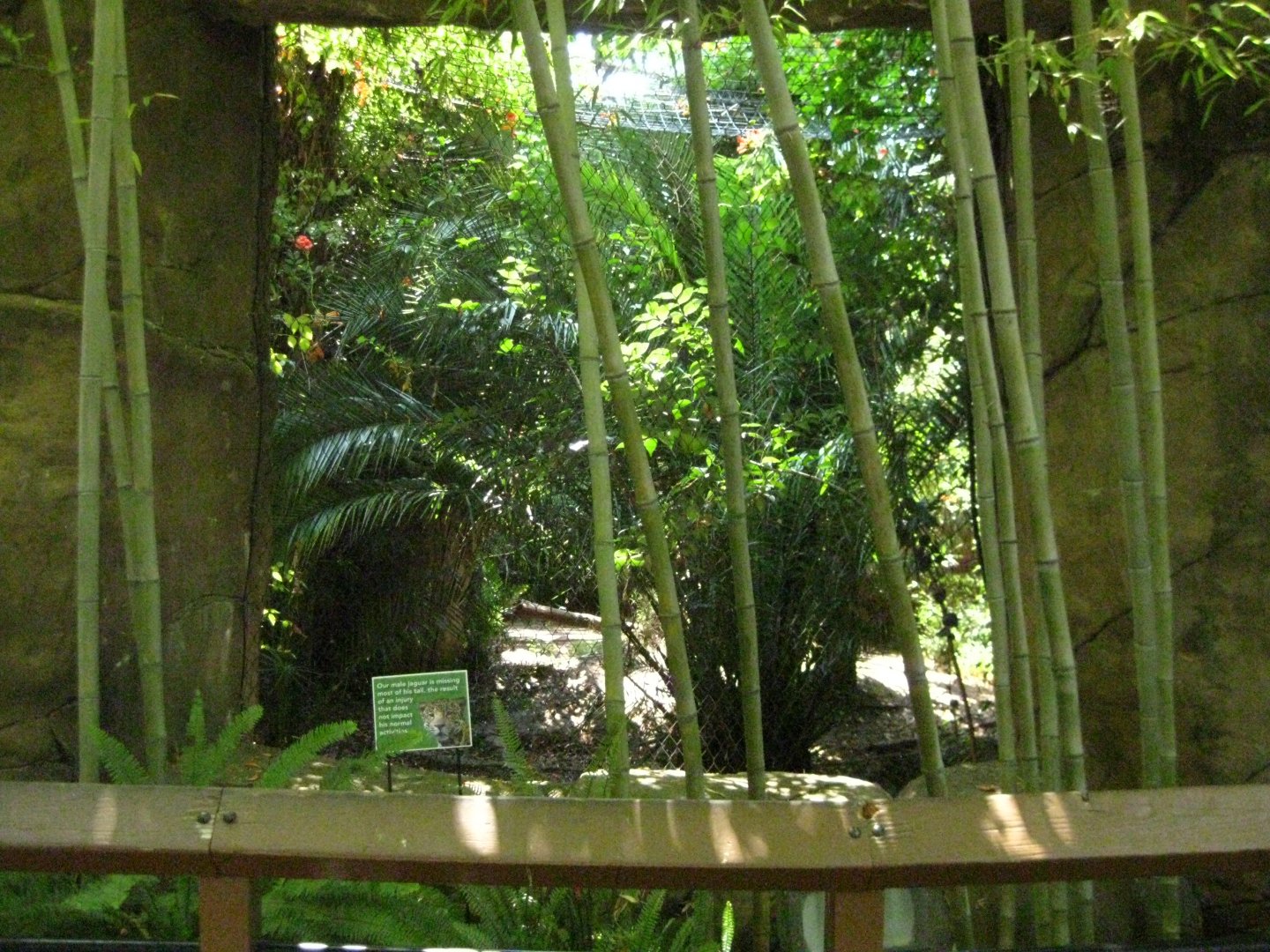 Jaguar Exhibit