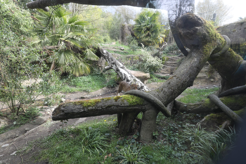 jaguar exhibit