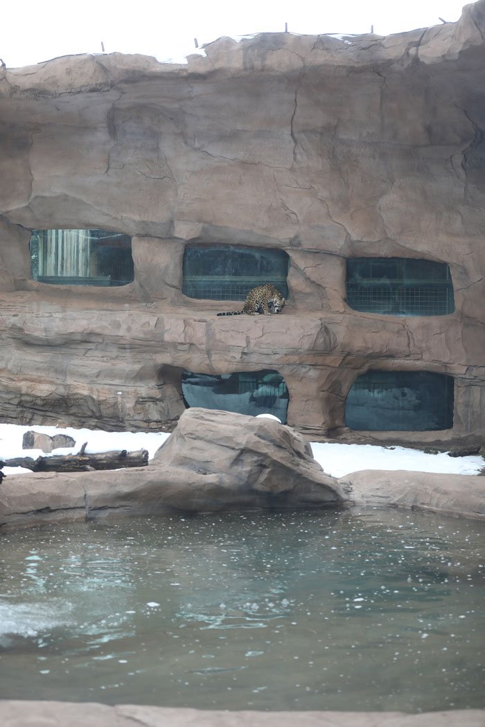 jaguar exhibit