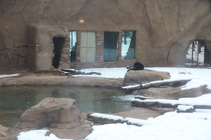jaguar exhibit