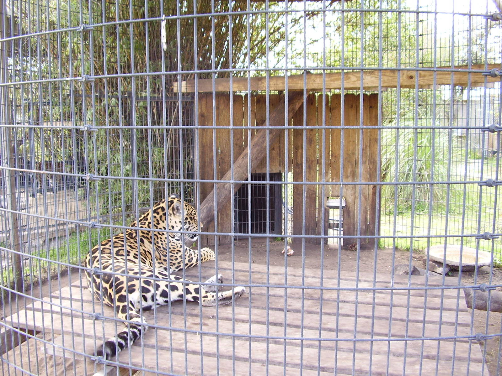 Jaguar Exhibit
