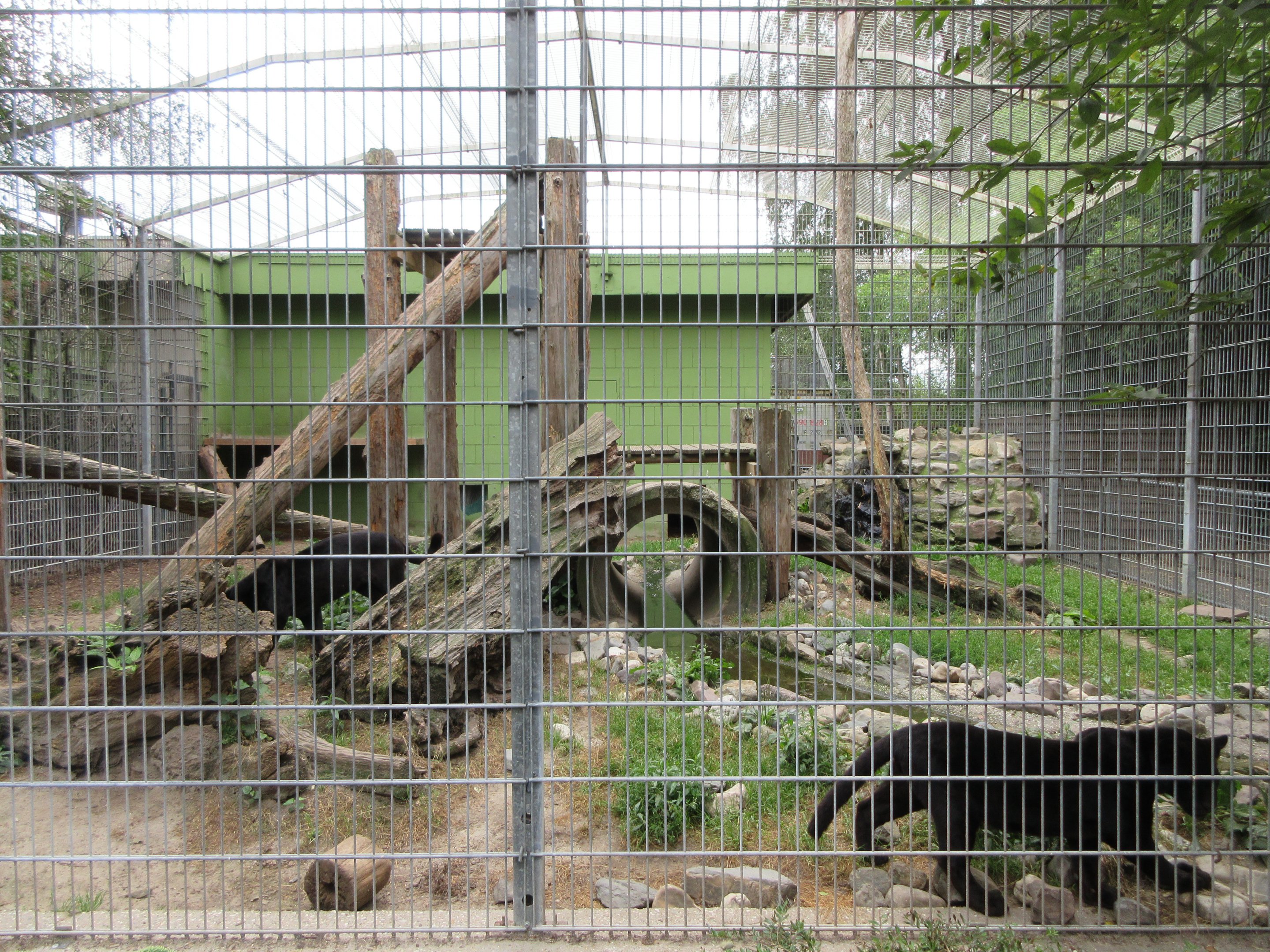 Jaguar Exhibit