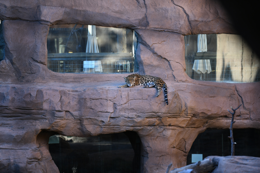 jaguar exhibit