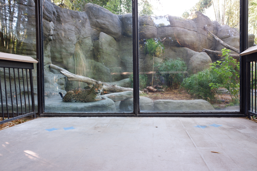 jaguar exhibit