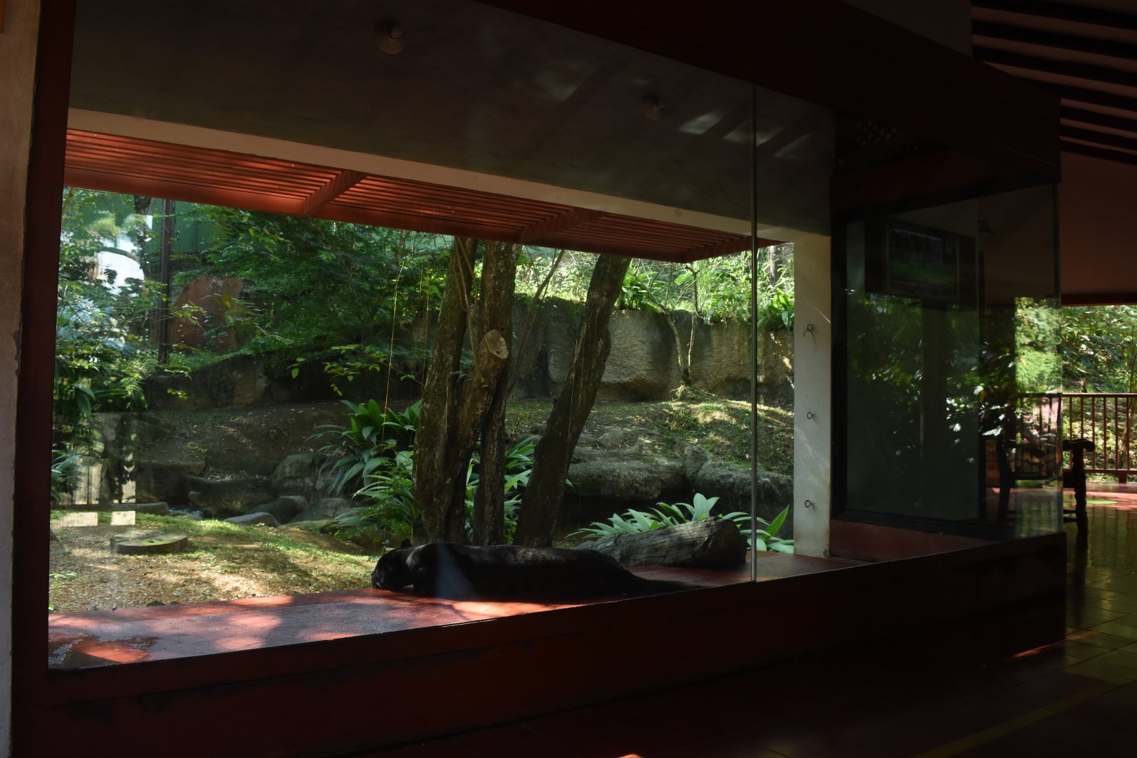 Jaguar exhibit