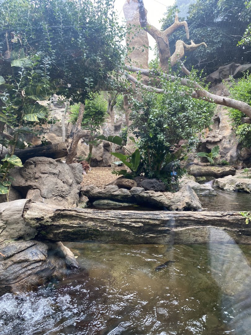 Jaguar exhibit