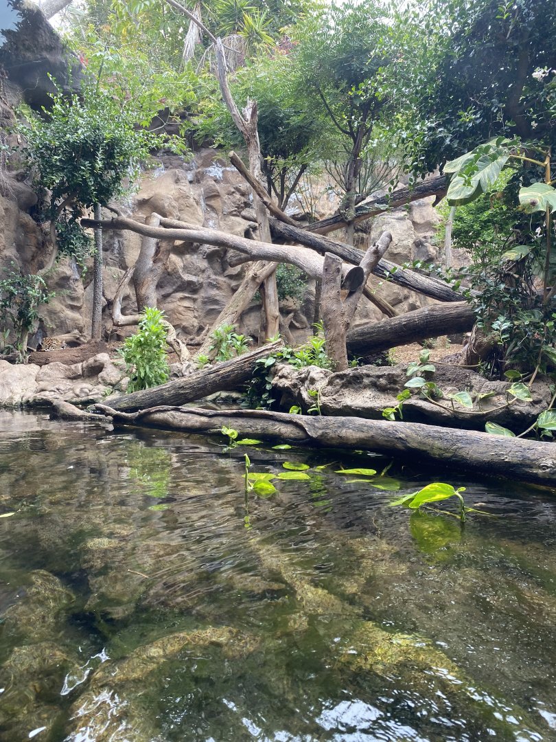Jaguar exhibit