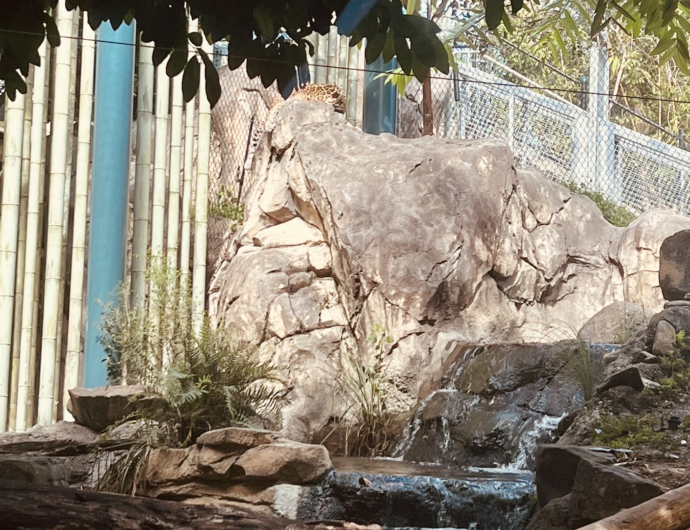 Jaguar Exhibit