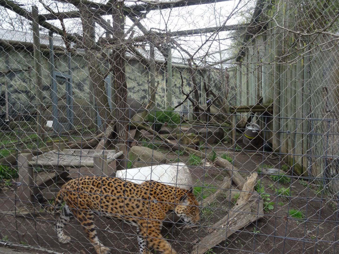 Jaguar Exhibit