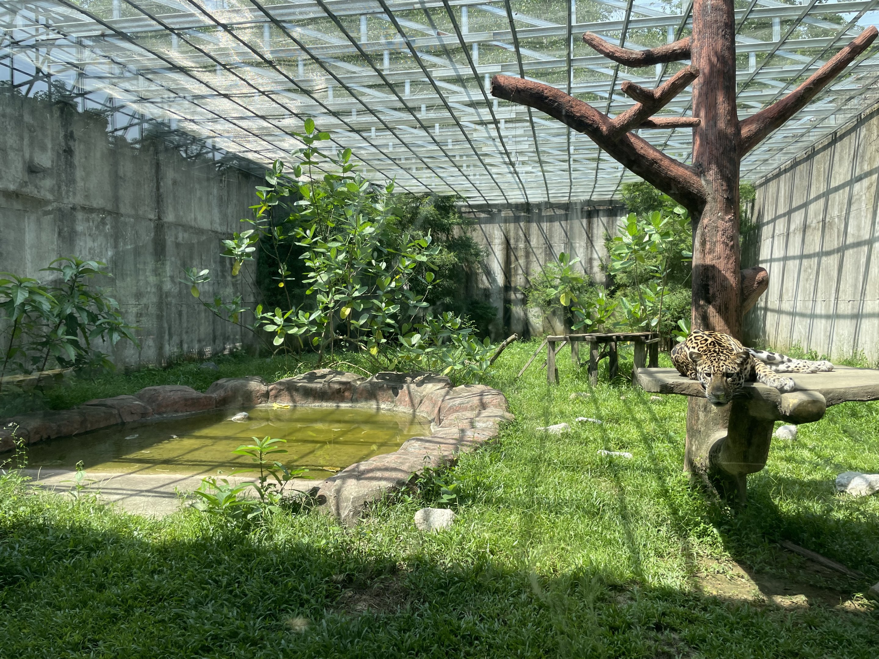 Jaguar Exhibit