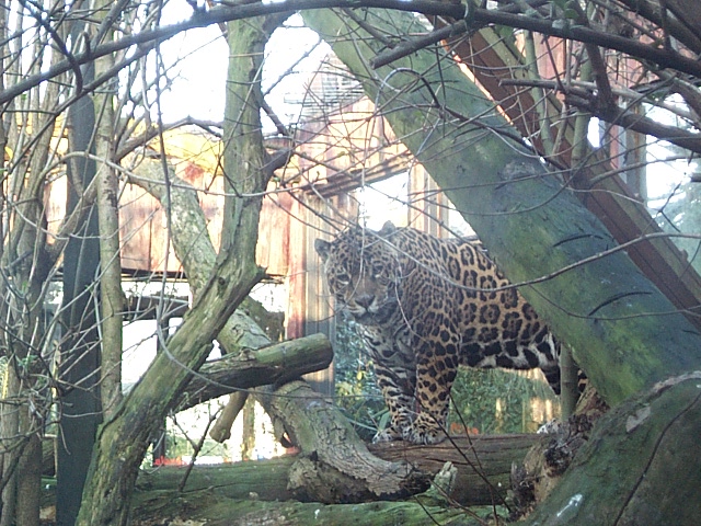 jaguar falls old exhibit
