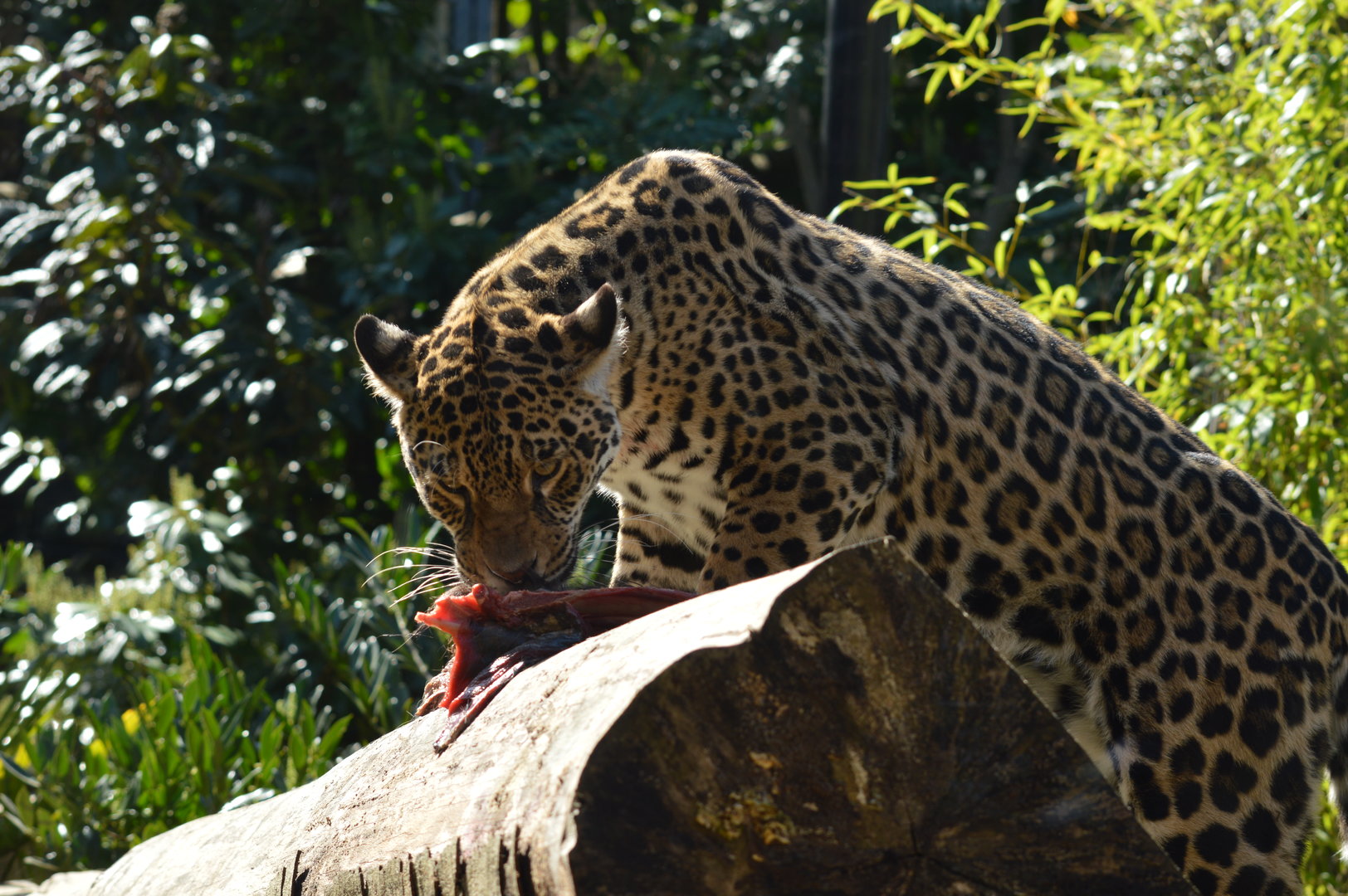 Jaguar feeding, 4/4/23