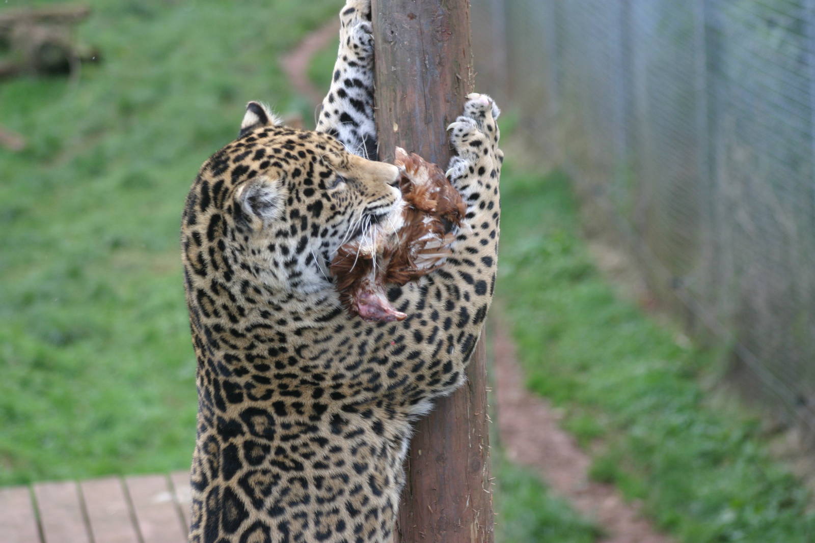 Jaguar feeding time