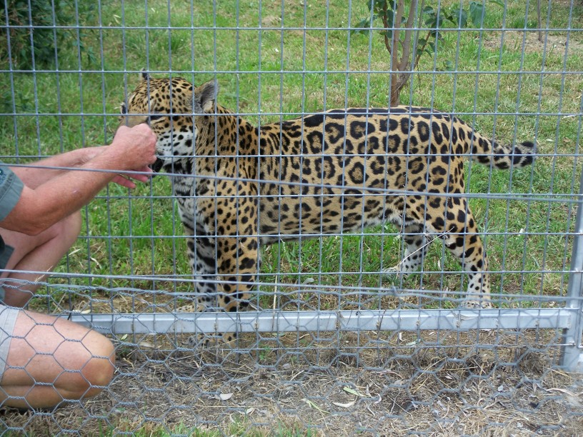 Jaguar  female Darling Downs Zoo  2008