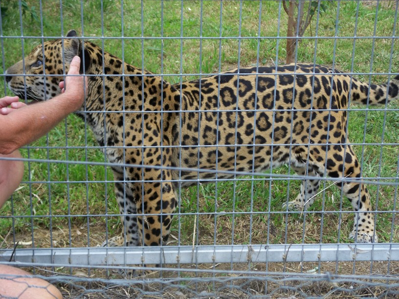 Jaguar female   Darling Downs zoo   march 2008