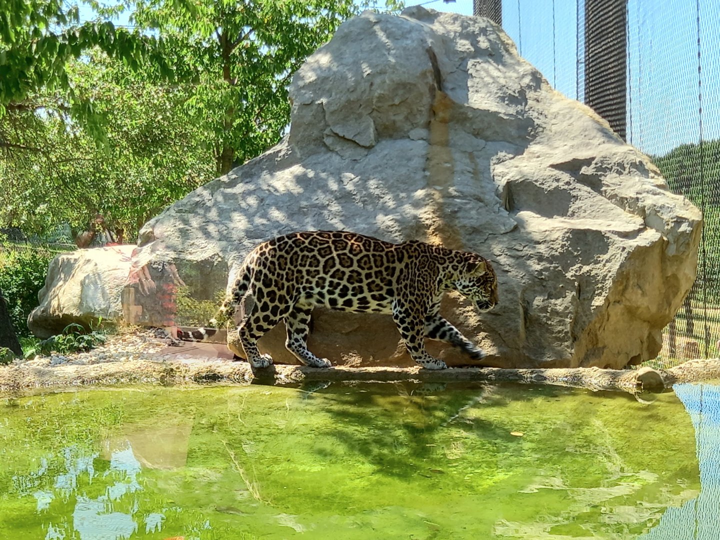 Jaguar female Yuna