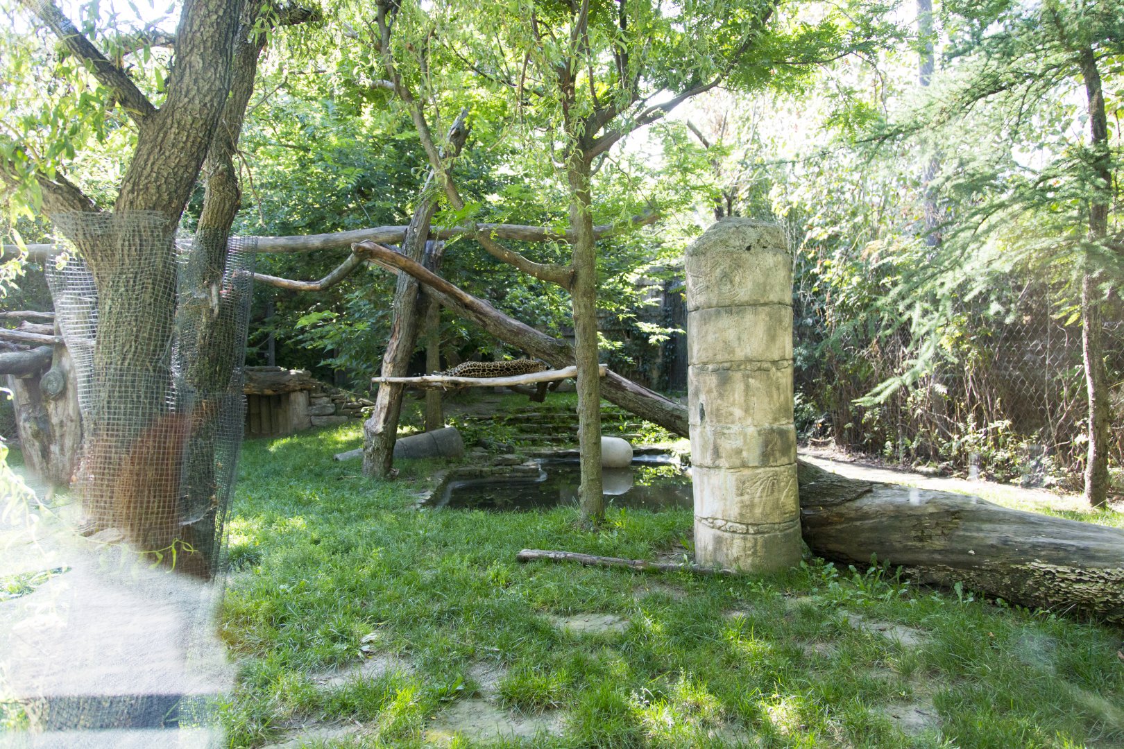 Jaguar - First Exhibit