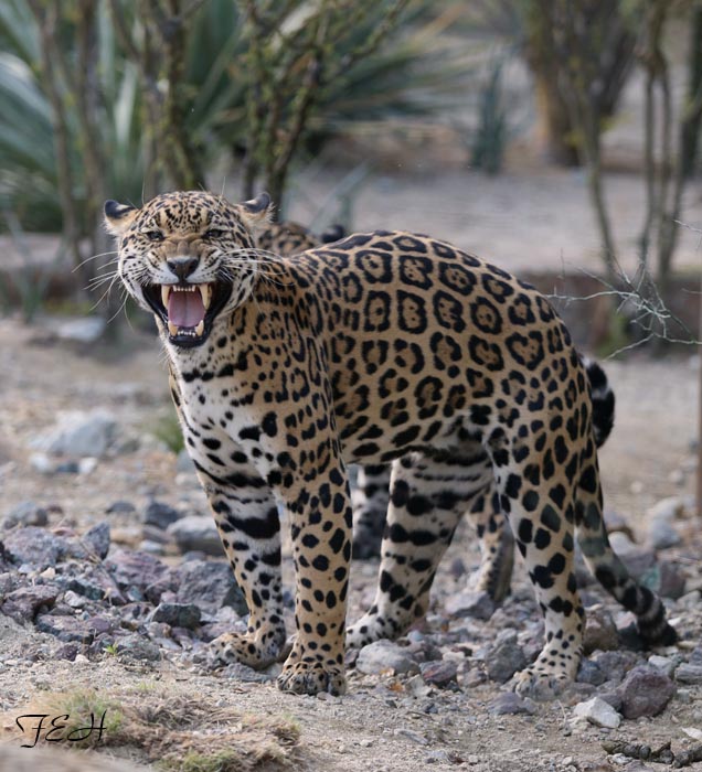 jaguar flehmen