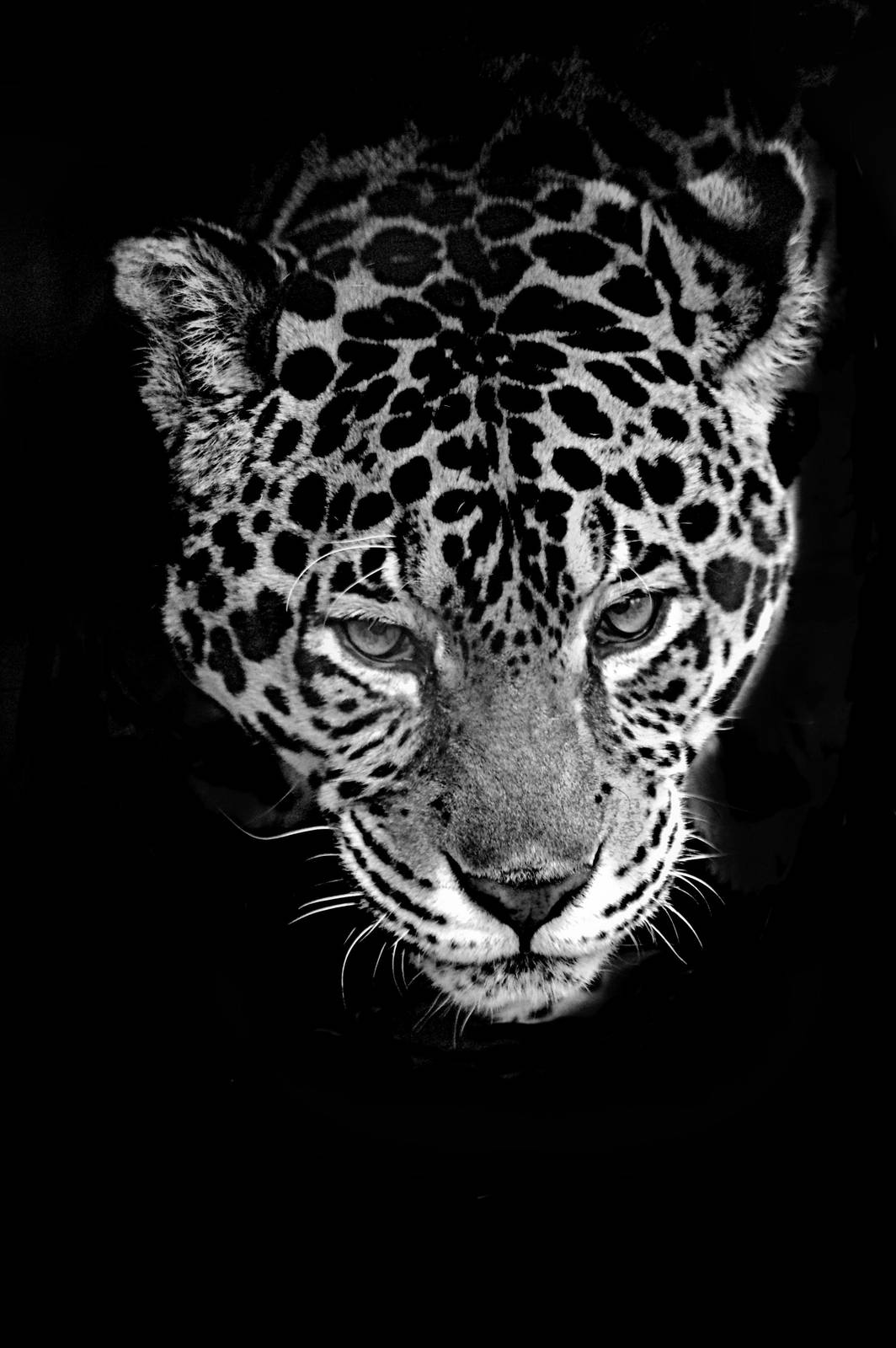 jaguar from Isle of Wight Zoo