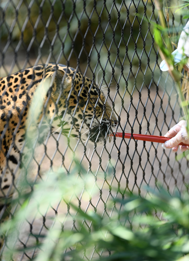 jaguar getting medicine (in meat)