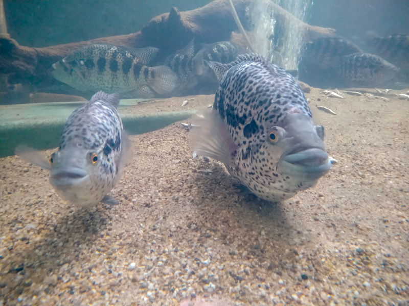 jaguar guapote / Parachromis managuensis