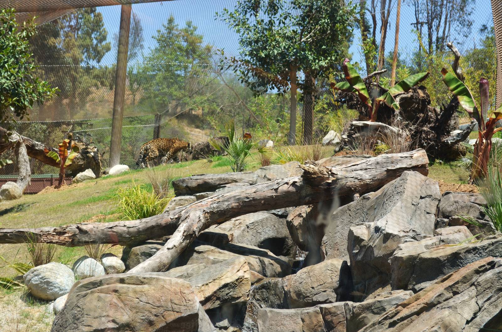 Jaguar Habitat