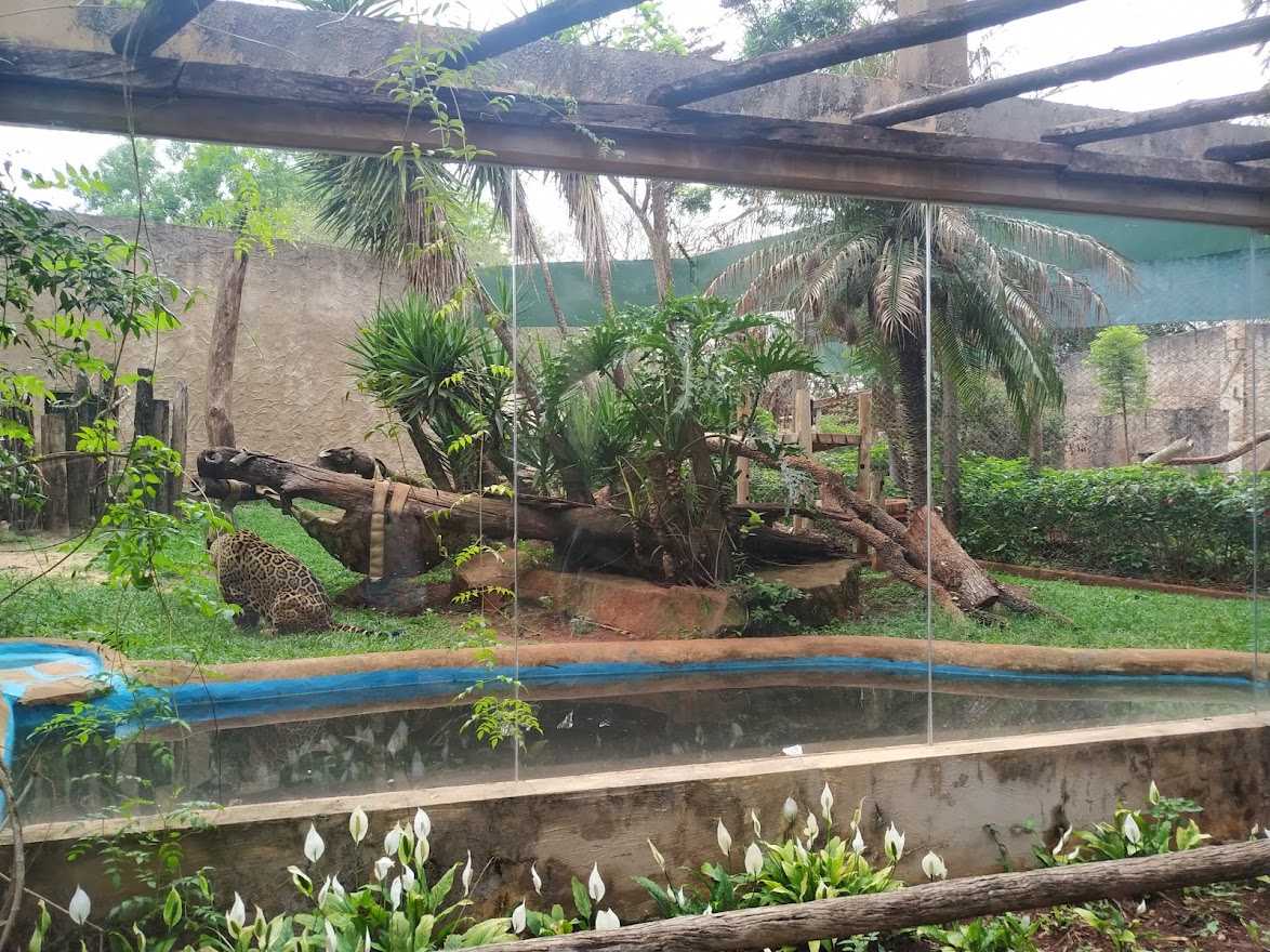 Jaguar Habitat