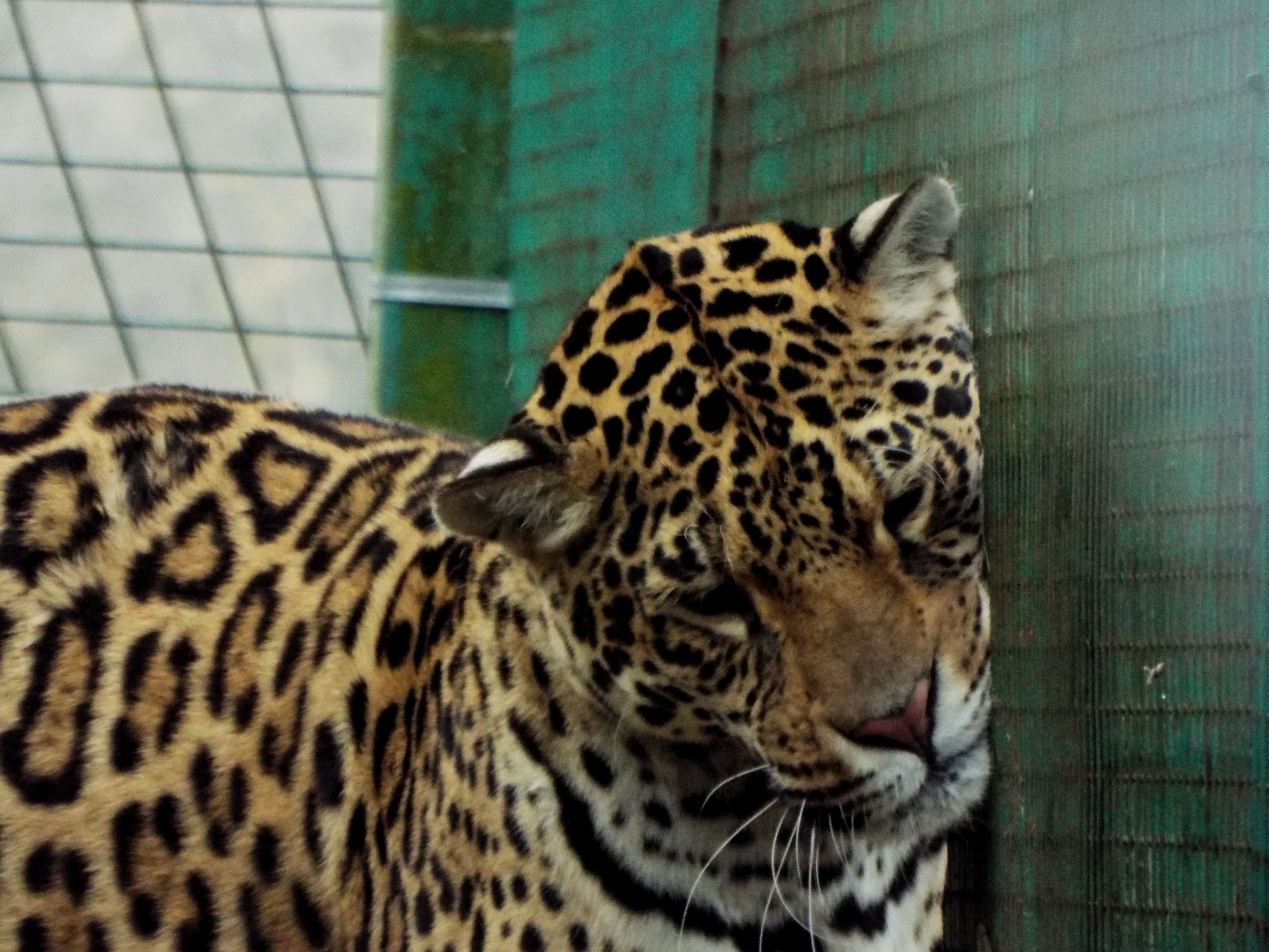 Jaguar having a scratch PWP