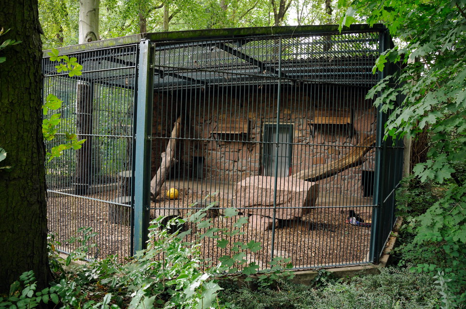 Jaguar holding-cage at Dessau
