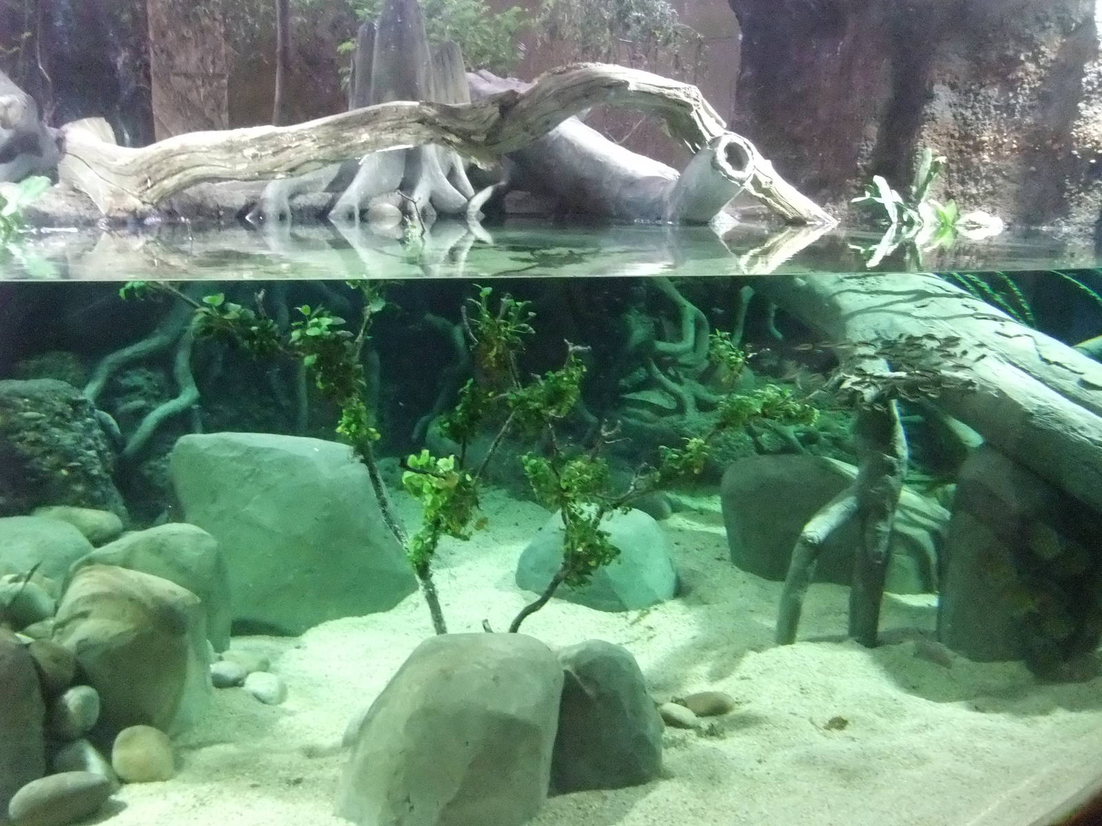 Jaguar House Aquarium at Chester, 04/02/12