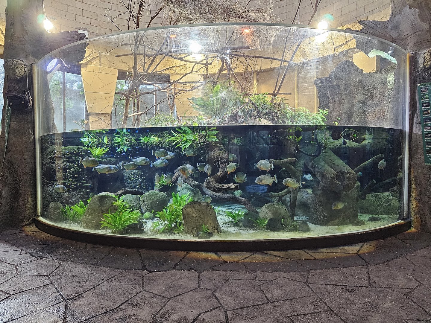 Jaguar House aquarium